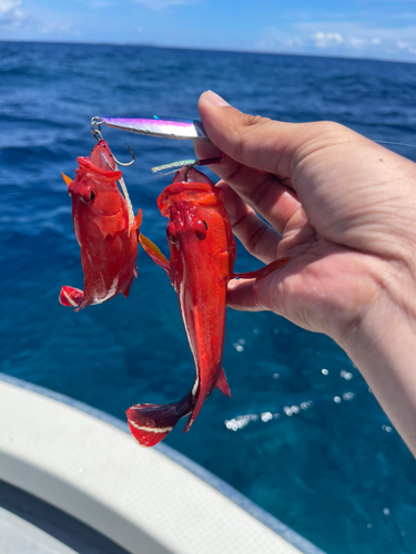 ニジハタの釣果