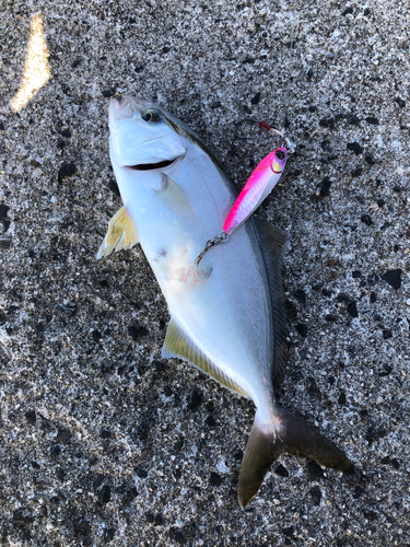 カンパチの釣果