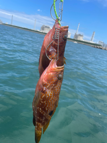 キジハタの釣果