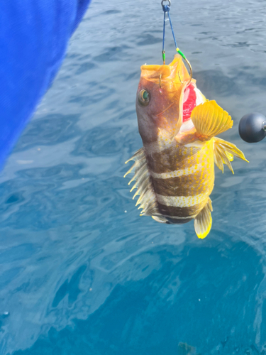 アオハタの釣果