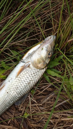 ニゴイの釣果