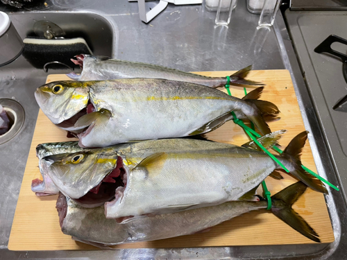 カンパチの釣果