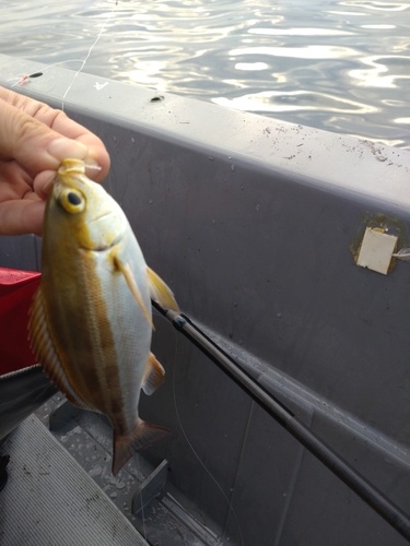 シマイサキの釣果