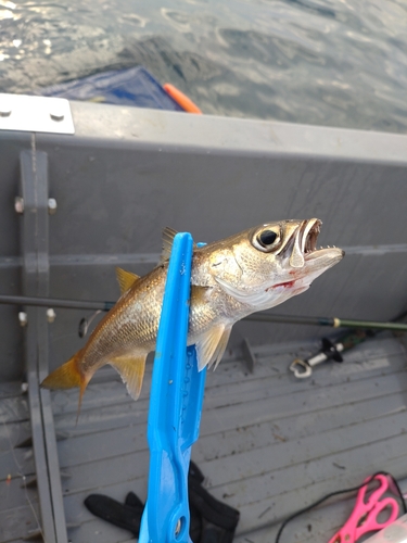 ムツの釣果