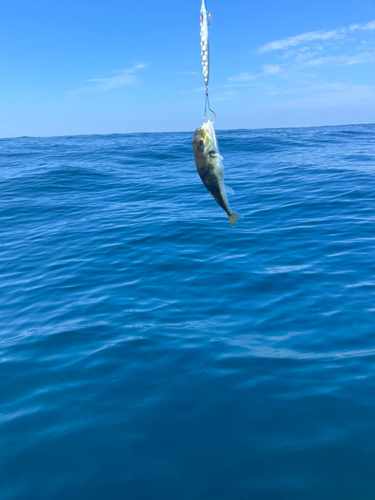 フグの釣果