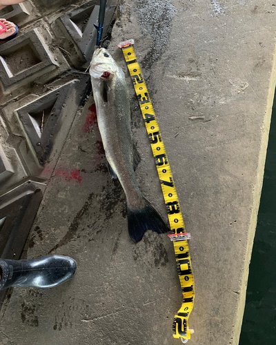 シーバスの釣果