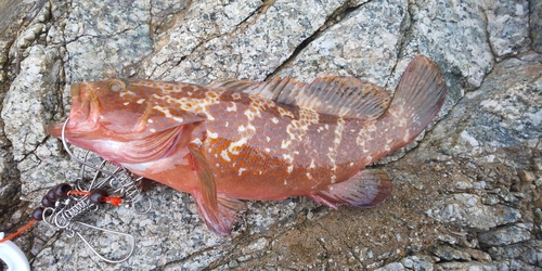 キジハタの釣果