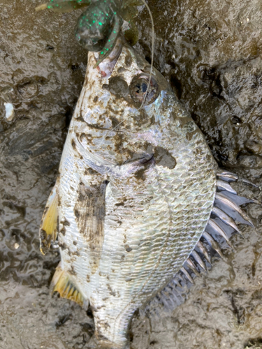 キビレの釣果