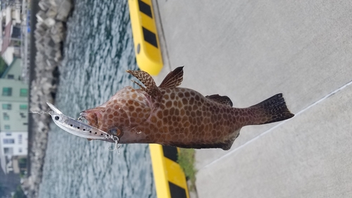 オオモンハタの釣果