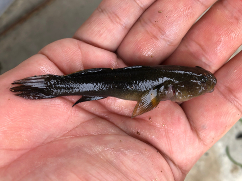 チチブの釣果