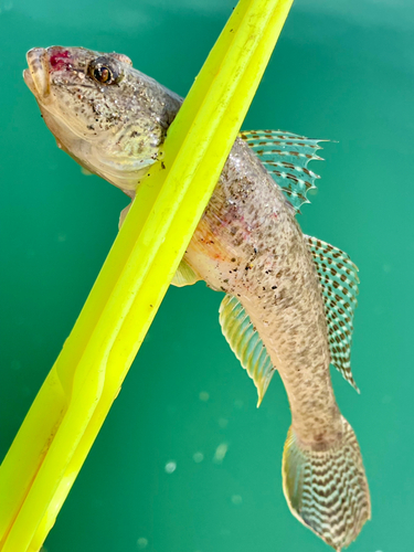 ハゼの釣果