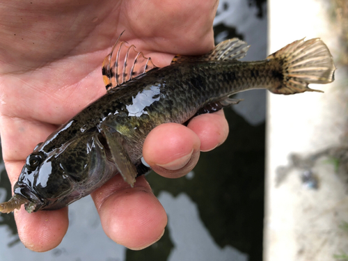 ウロハゼの釣果