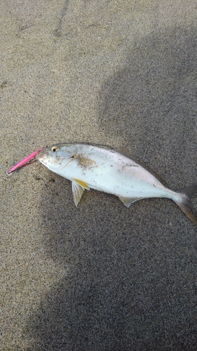 ショゴの釣果