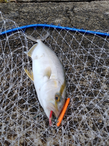 ネリゴの釣果