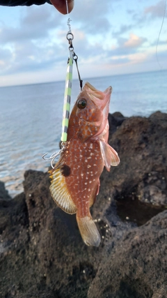 キジハタの釣果