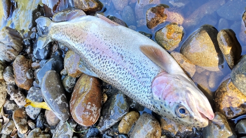 ニジマスの釣果