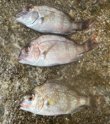 チャリコの釣果