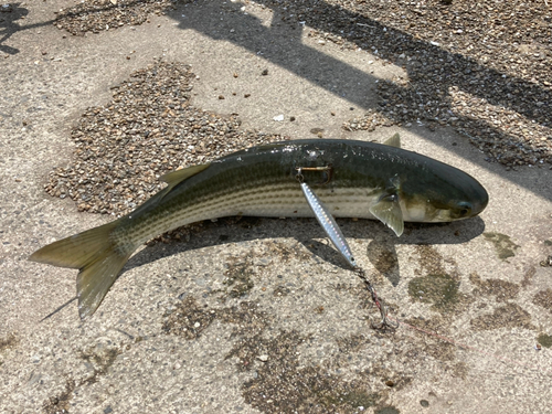 ボラの釣果