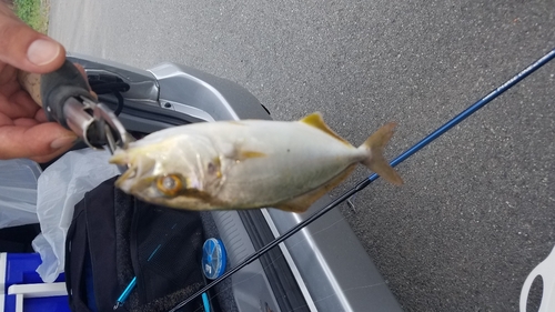 ショゴの釣果