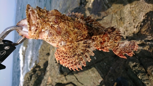 オニカサゴの釣果