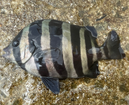 シマダイの釣果