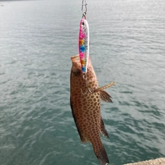 オオモンハタの釣果