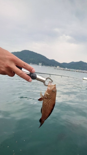 オオモンハタの釣果