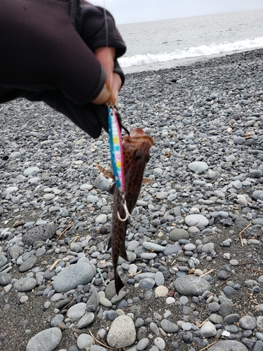 オオモンハタの釣果