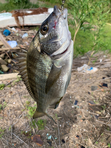 チヌの釣果