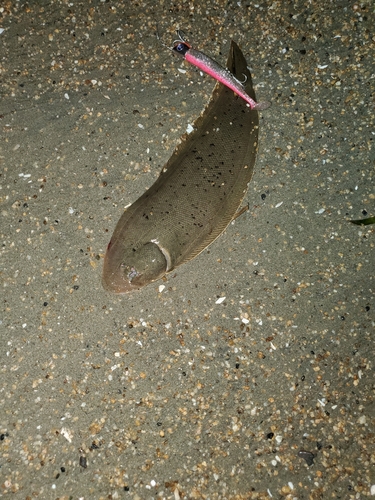 シタビラメの釣果