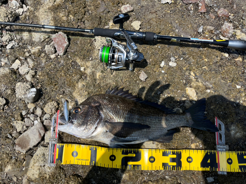 チヌの釣果