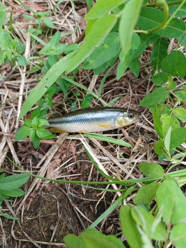 カワムツの釣果