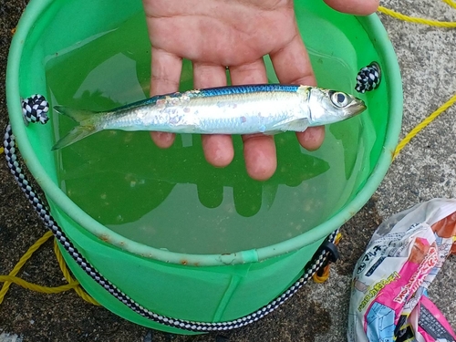 イワシの釣果