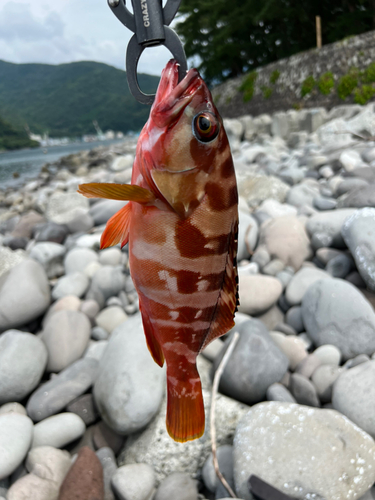 アカハタの釣果