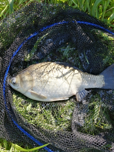 ヘラブナの釣果