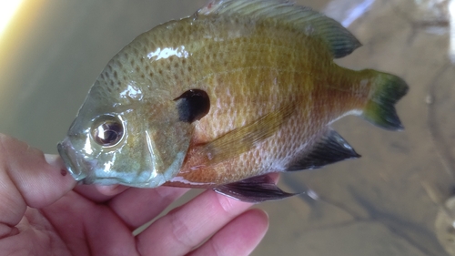 タケノコメバルの釣果