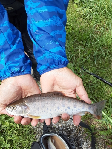 ヤマメの釣果