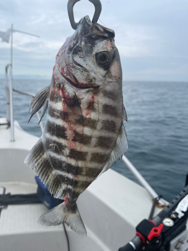 カイワリの釣果