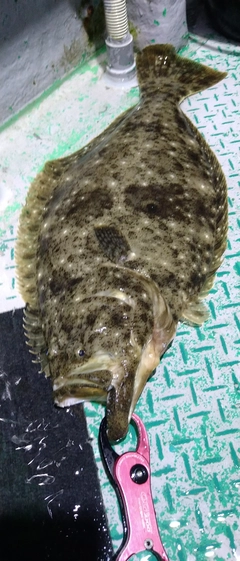 ヒラメの釣果