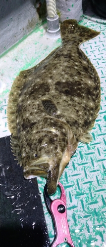 ヒラメの釣果