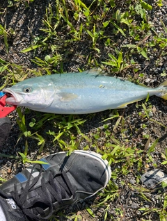 ショッコの釣果