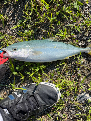 ショッコの釣果