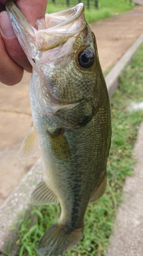 ラージマウスバスの釣果