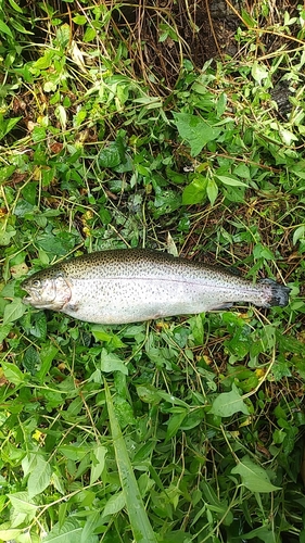 ニジマスの釣果