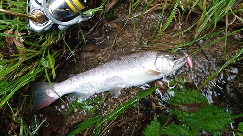 アマゴの釣果