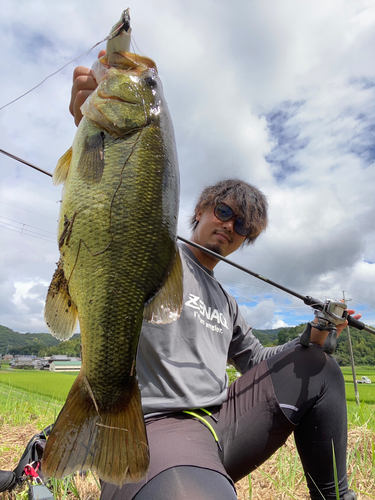 ブラックバスの釣果