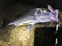 ヒラスズキの釣果