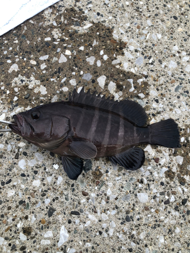 マハタの釣果