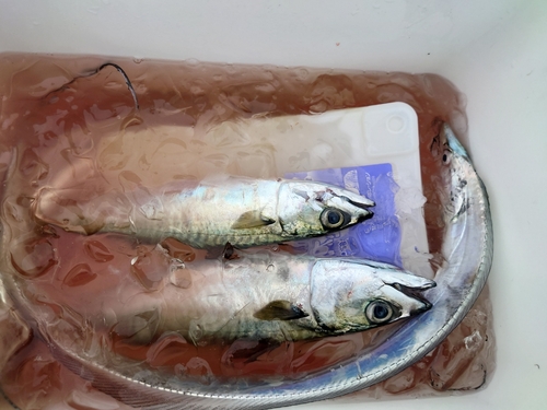 サバの釣果