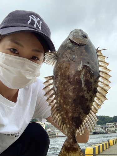 アイゴの釣果